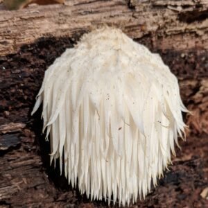 Lions Mane Mushrooms