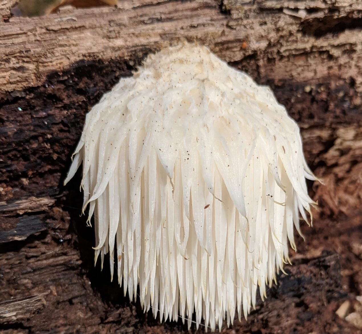 Lions Mane Mushrooms